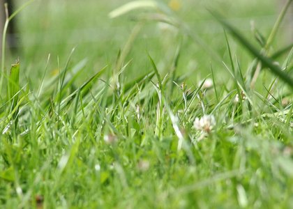 Close-up of green grass growing in a field