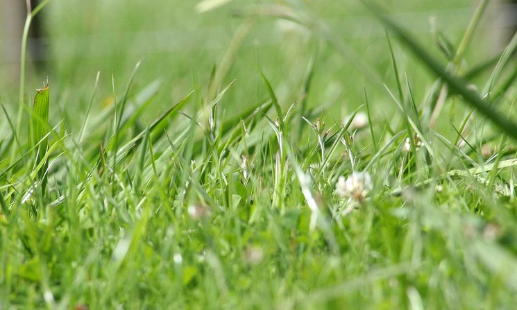 Close-up of green grass growing in a field