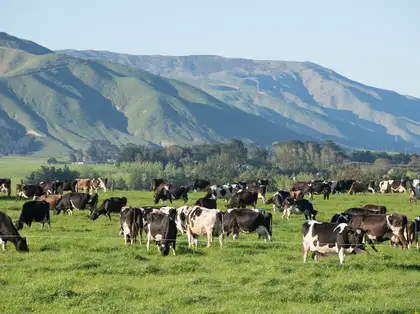 Farming field with cows and hills in background.