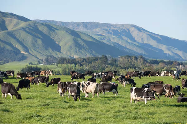 pasture filled with black and white cows