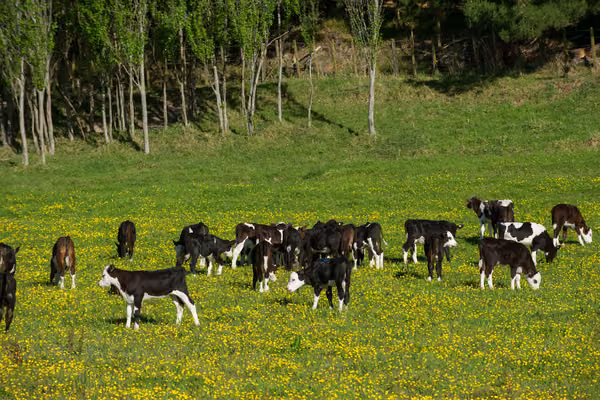 calves in a paddock