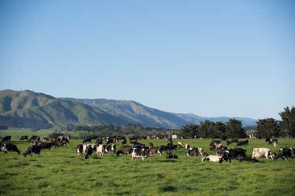 pastoral scene with cows