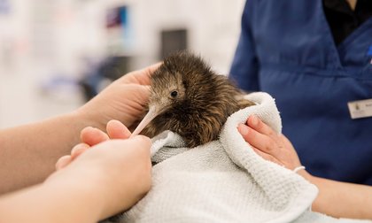 Kiwi bird being held by vet students.