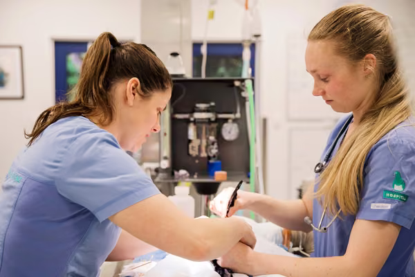 two veterinary professionals examining a patient