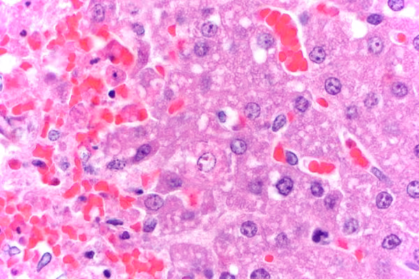 57650-Canine-herpes-virus-liver-3wo-Bulldog-puppy