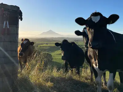 group of cows looking at camera, paddocks and mountain in paddock