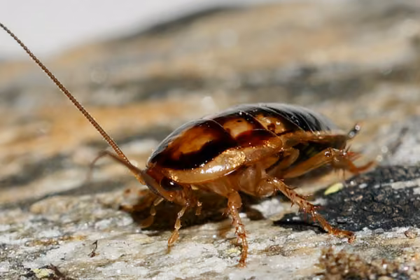 close up of cockroach sitting on frozen rock