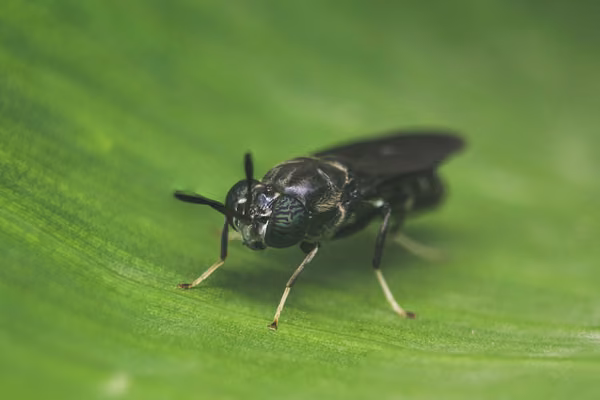 black fly sitting on a leaf