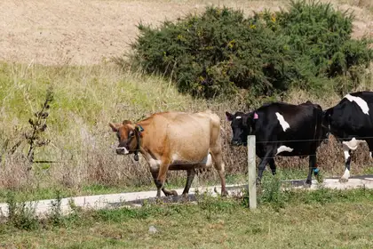 three cows wearing collars walking down dirt road between paddocks