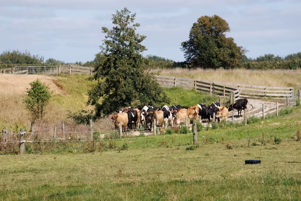 cows walking down a lane