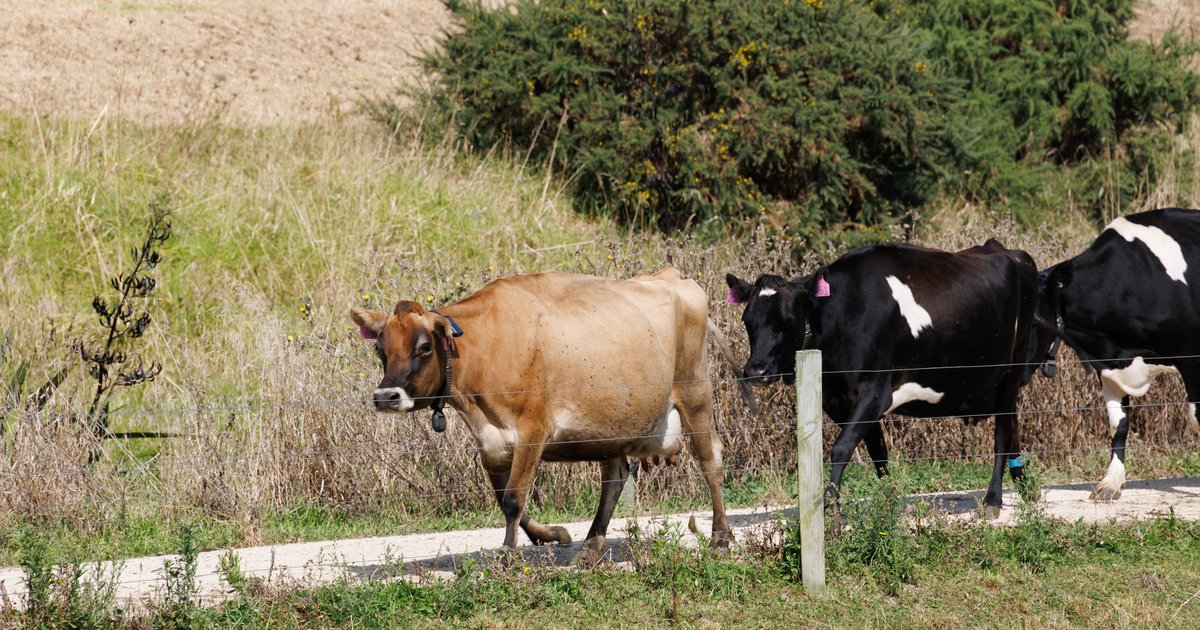 New research examines how farmers view data sharing in an increasingly digital agricultural sector