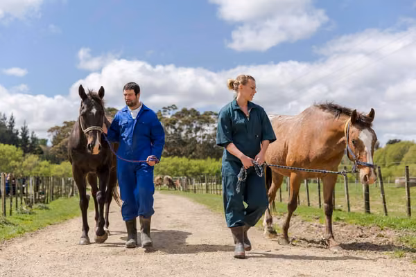 Two Massey students with horses