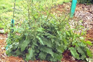 Broad-leaved dock