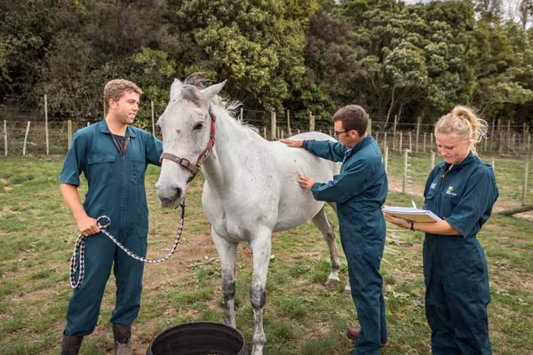 Massey students working with a horse