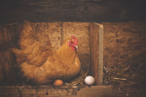 An image of a chicken