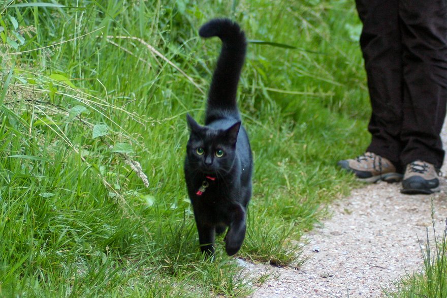 domestic-cats-needed-for-behavioural-research