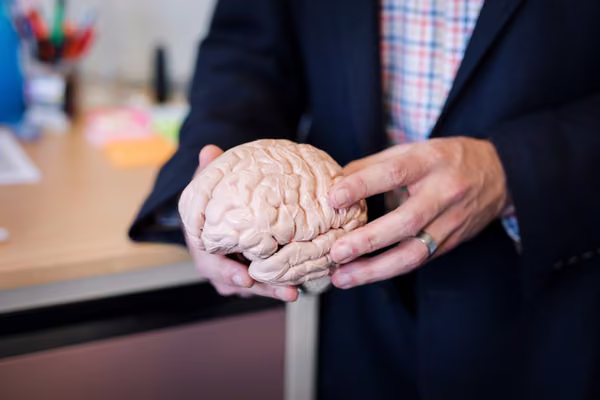 Person holding model of brain