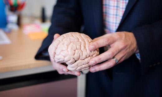 Person holding model of brain