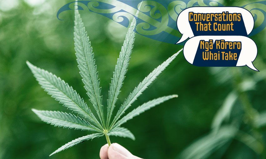 A cannabis plant.