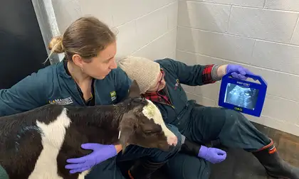 Calf ultrasound at the Farm Services Clinic
