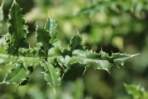 Californian thistle leaves