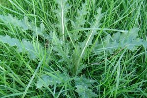 Californian thistle in pasture