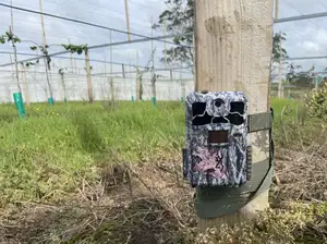 camo camera attached to pole in orchard