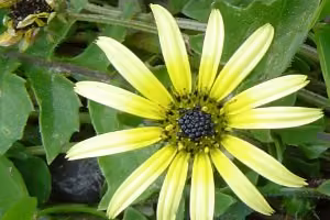 Cape weed flower.