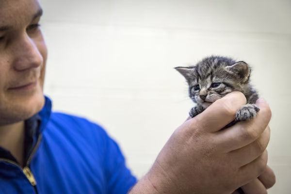 Photo of a man holding a kitten. Photo credit: Gerry le Roux, Sciencelens.