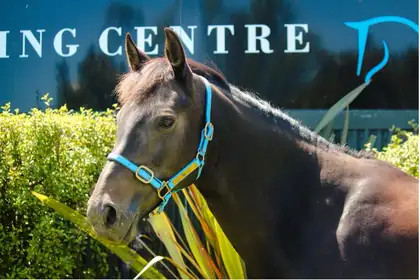 a horse from the shoulders up standing outside, ears pointed forward wearing blue halter