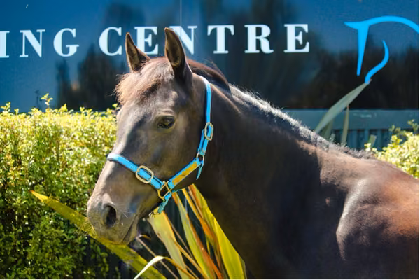 a horse from the shoulders up standing outside, ears pointed forward wearing blue halter