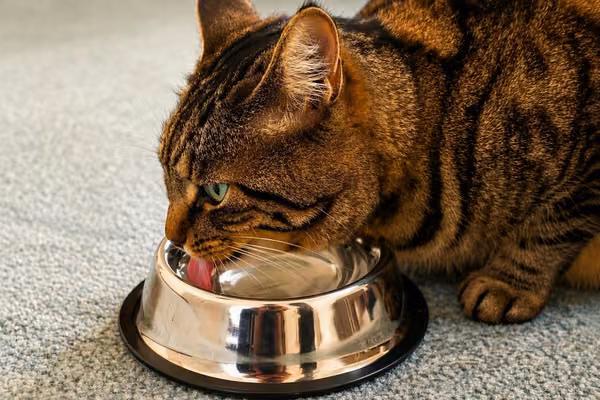 cat drinking water out of metal dish