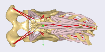 computer generated 3D model of guide for lumbosacral pedicle screw placement