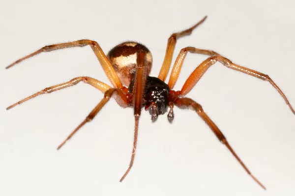 spider walking against a cream background