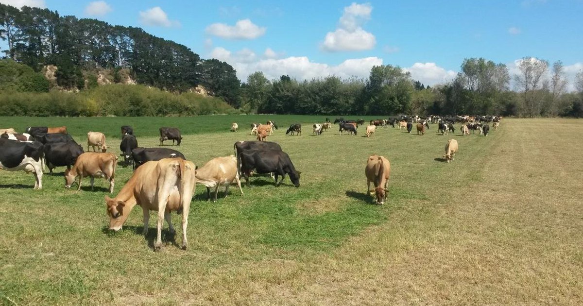 Dairy 1 – Massey farm - Massey University