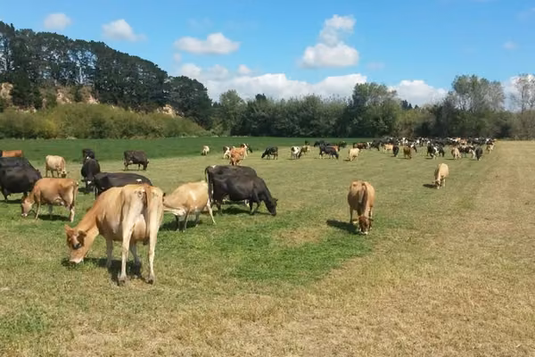 Cows