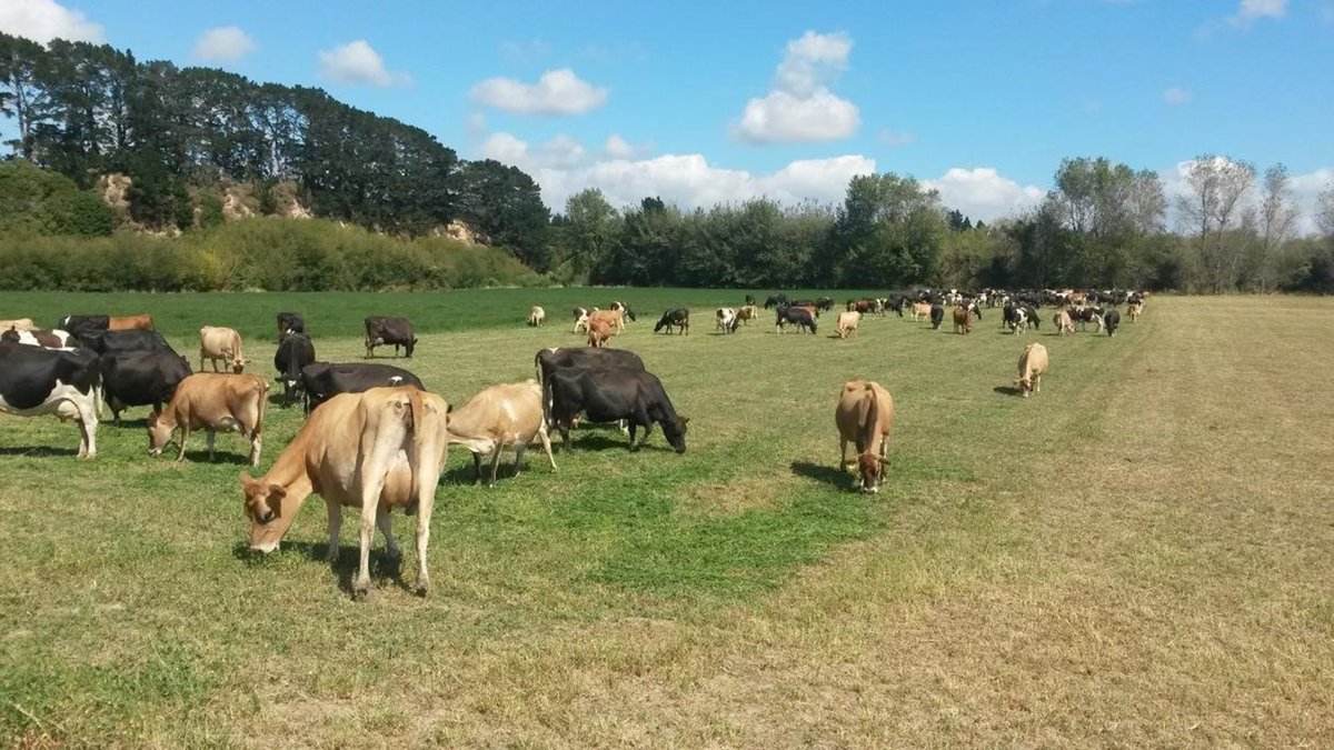 Dairy 1 – Massey farm