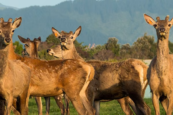 Deer