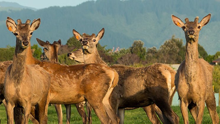 Deer