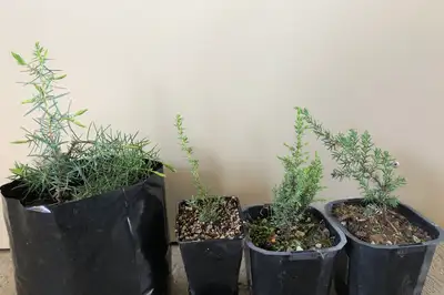 Three varieties of juniper plant