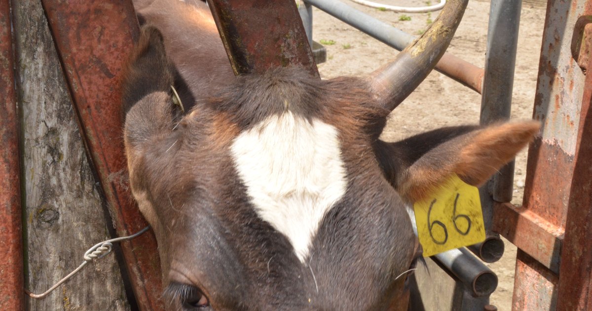 Animal health collaboration brings Massey disbudding innovation closer ...