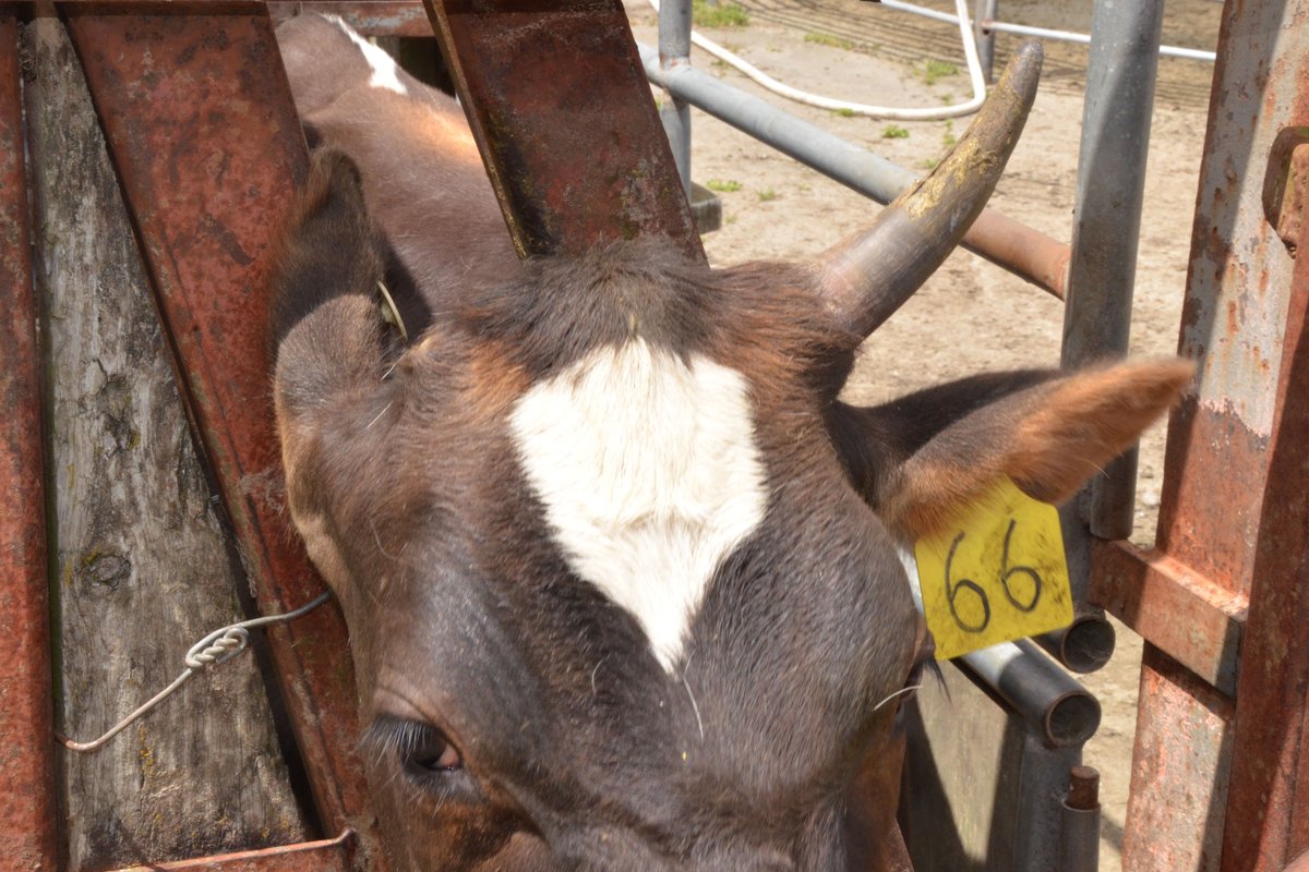 Animal health collaboration brings Massey disbudding innovation closer to market - Vimarsana News