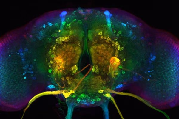 fruit fly brain scan in all colours