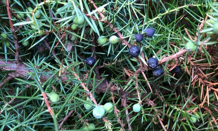 A female juniper plant with berries