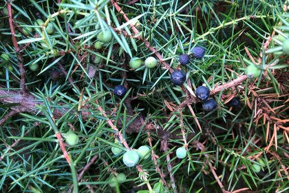 A female juniper plant with berries