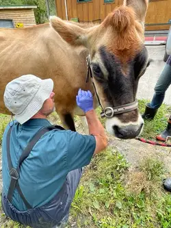 Finley treats a cow on site