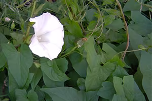 Great bindweed in flower.