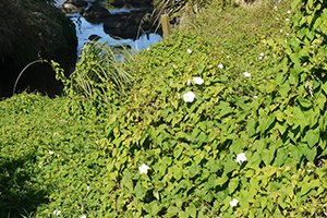 Great bindweed near stream.