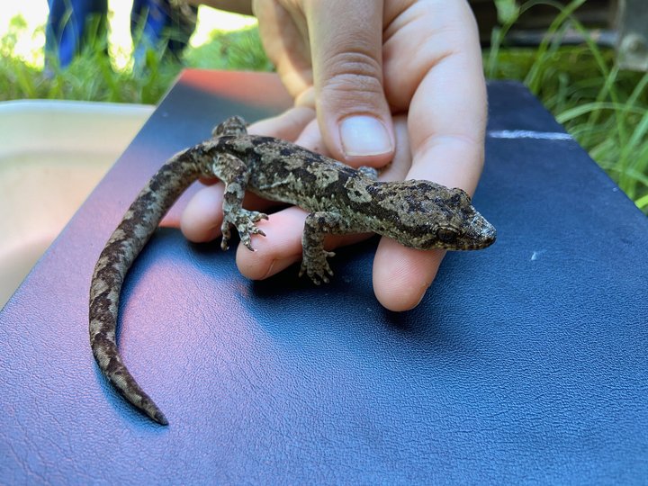 Shelly Butcher researches pathogen prevalence in native geckos