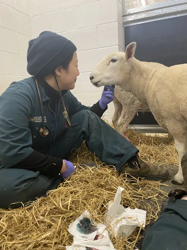 Hiroe treats a ewe at the Farm Services Clinic
